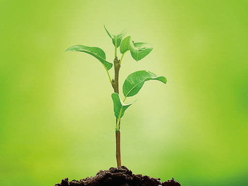 Overseen by Cindy Dickson