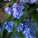 Spring Fair at Vauxhall Farm