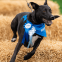 Napo's Four Legged Fête - at Battersea Power Station