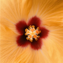 Flower Market Tour and Bouquet Workshop at New Covent Garden