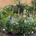 Enter Wandsworth in Bloom gardening competition